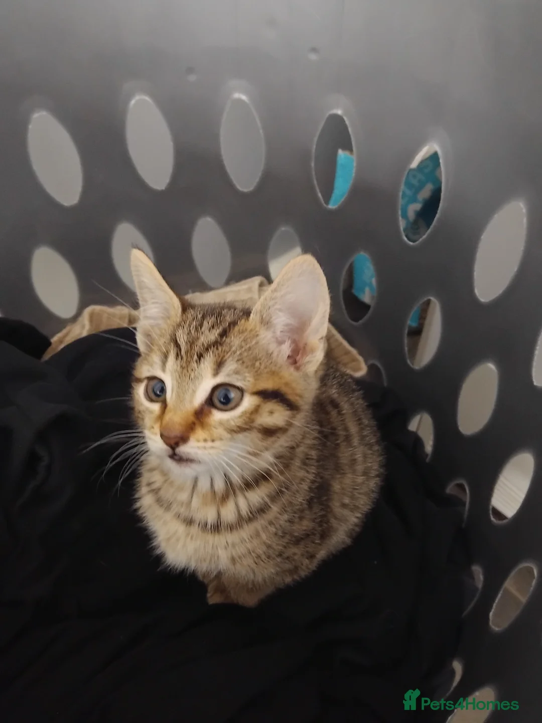 Mixed Breed cats for sale: 2 stunning tabby kittens  - Advert 2