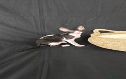 Cornish Rex cats for sale: Cornish Rex kitten  - Advert 9