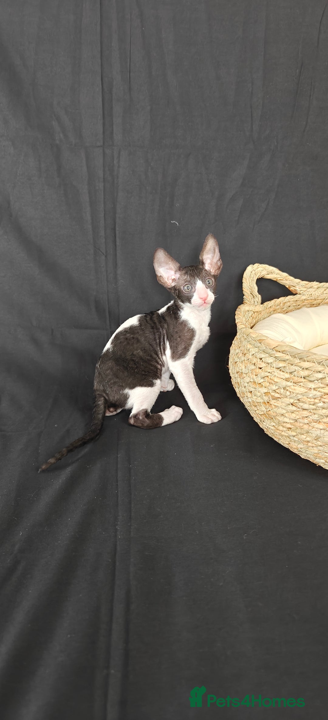 Cornish Rex cats for sale: Cornish Rex kitten  - Advert 9