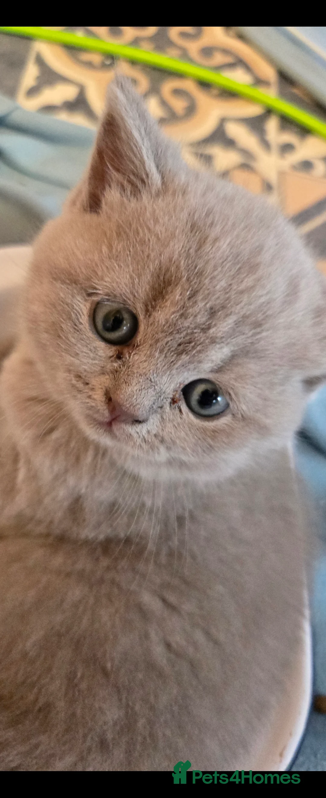 British Shorthair cats for sale: British short hair kittens  - Advert 9