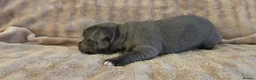 Staffordshire Bull Terrier dogs for sale: KC Reg Staffy Puppies - Bullscaff Sire Bill in Boston - Advert 7