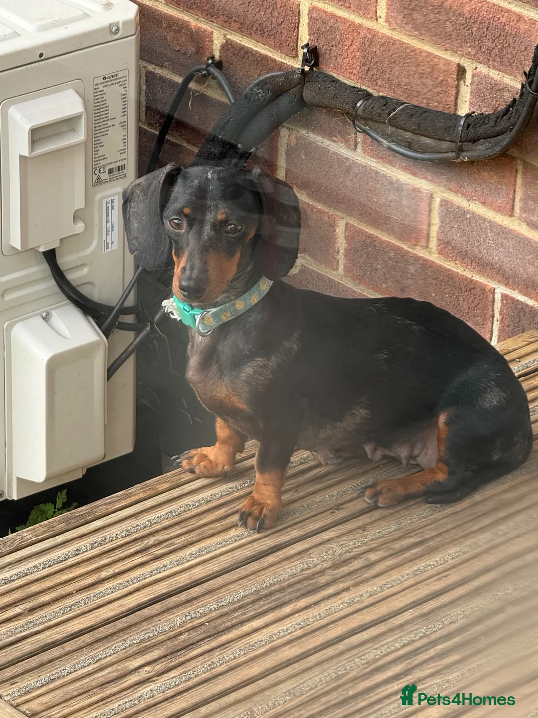 Miniature Dachshund dogs for sale: Beautiful miniature dachshunds  - Advert 1