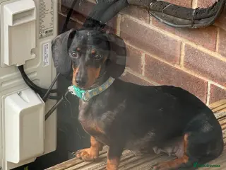 Miniature Dachshund dogs Beautiful miniature dachshunds - Advert 1