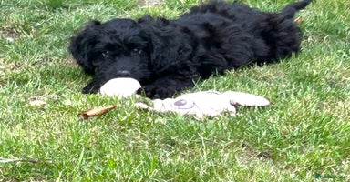 Cockapoo dogs - Advert 14