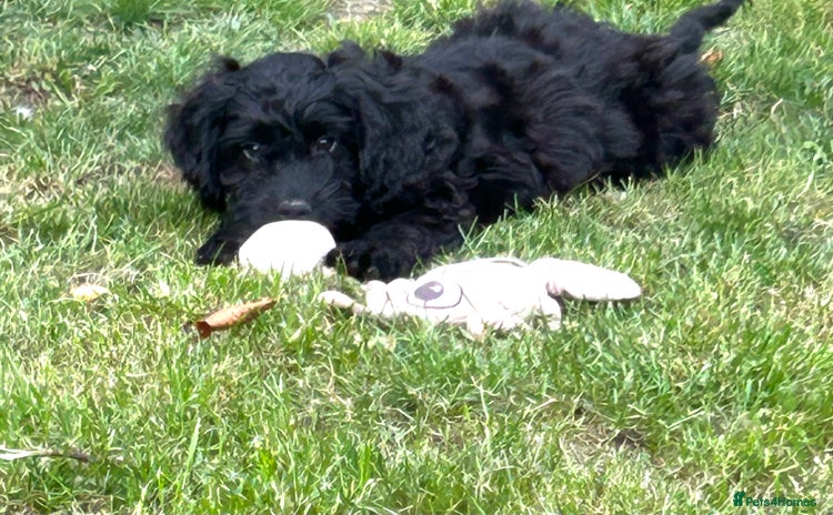 Cockapoo dogs - Advert 15