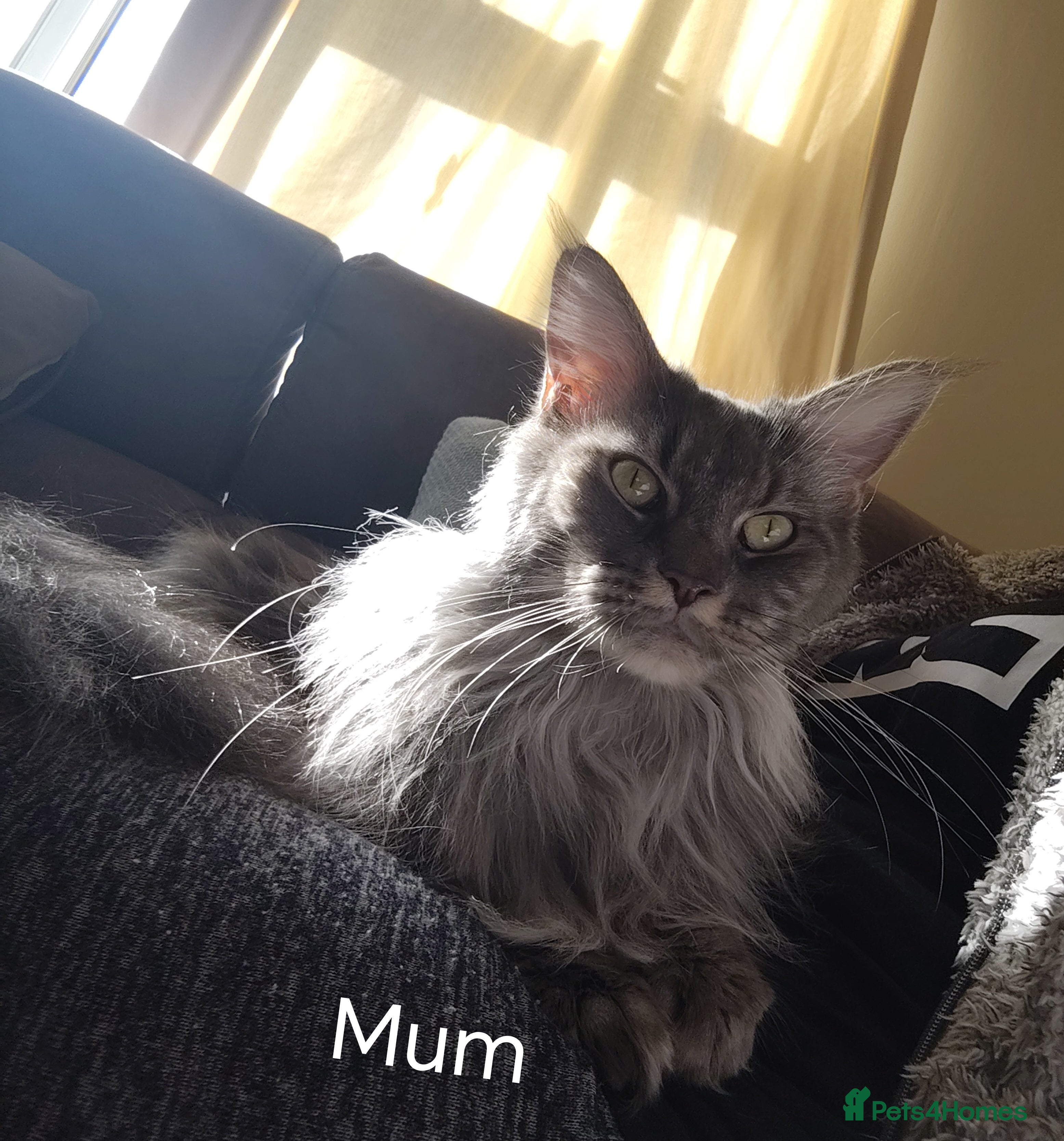 Maine Coon cats Beautiful Maine Coon kittens 💖💙🐱 - Advert 1