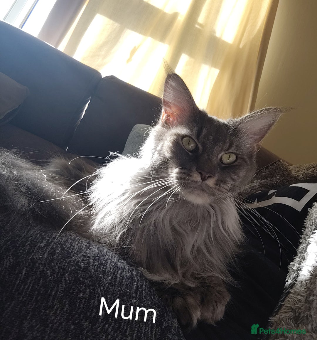 Maine Coon cats for sale: Beautiful Maine Coon kittens 💖💙🐱 - Advert 1