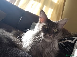 Maine Coon cats Beautiful Maine Coon kittens 💖💙🐱 - Advert 2