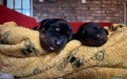 Dobermann dogs for sale: 🏆Supreme Dobermanns - Where Excellence Begins 🏆 - Image 13