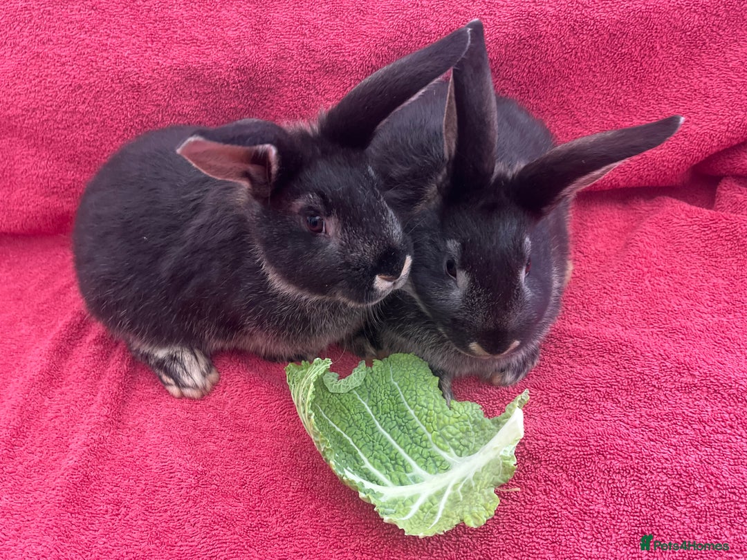 Mixed Breed rabbits for sale: Mixed rabbits  - Advert 6
