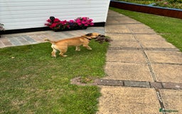 Border Terrier dogs for stud: Red boarder terrier for stuf - Image 3