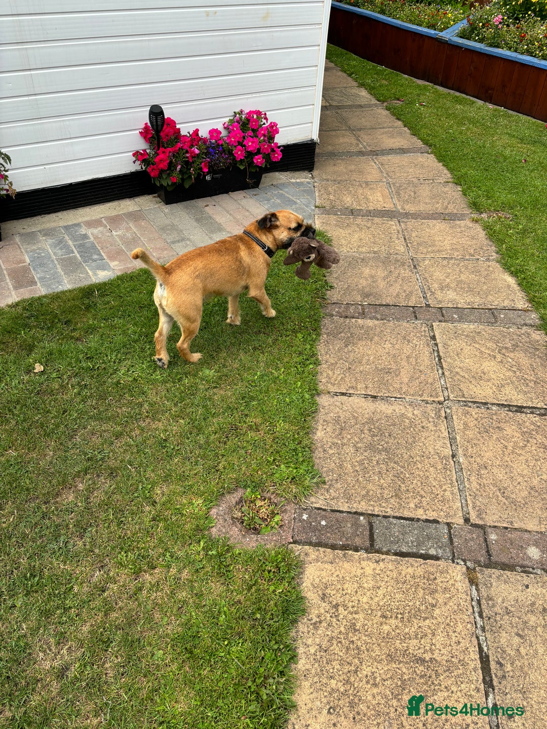 Border Terrier dogs for stud: Red boarder terrier for stuf - Image 3