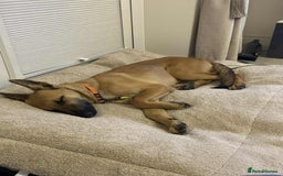 Mixed Breed dogs for adoption: Arnie is looking for the best home  - Image 12