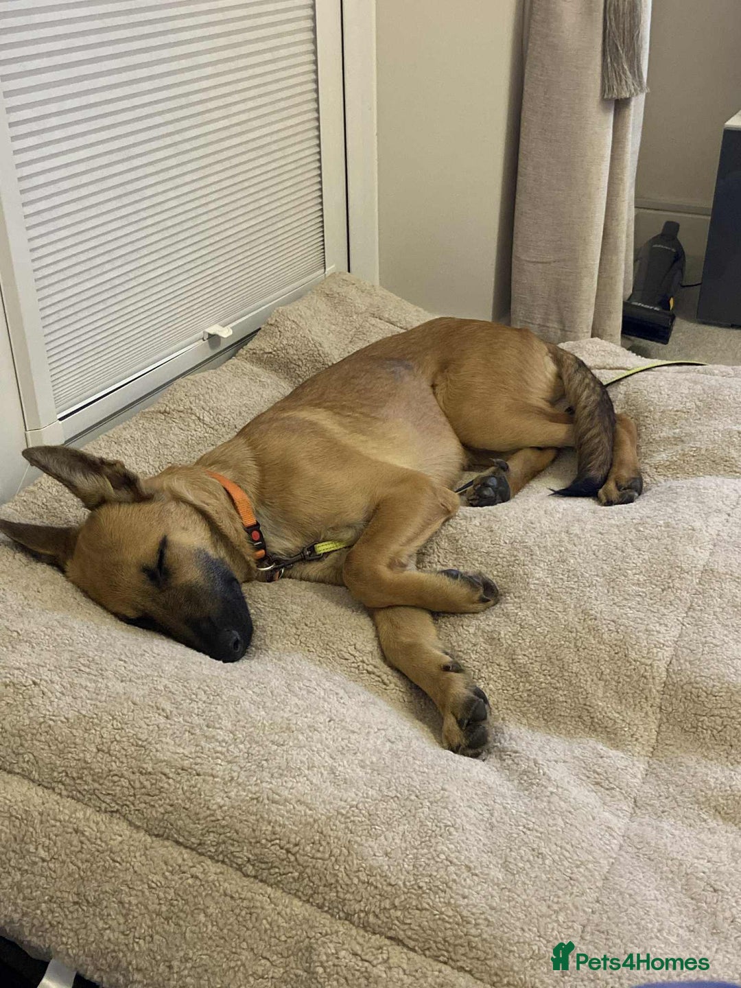 Mixed Breed dogs for adoption: Arnie is looking for the best home  - Image 12