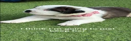 Saint Bernard dogs for sale: Gorgeous Saint Bernard pups  - Advert 12
