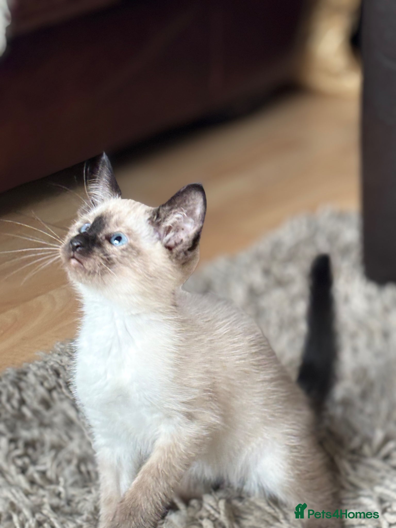 Siamese cats for sale: Stunning Siamese kittens  - Advert 16