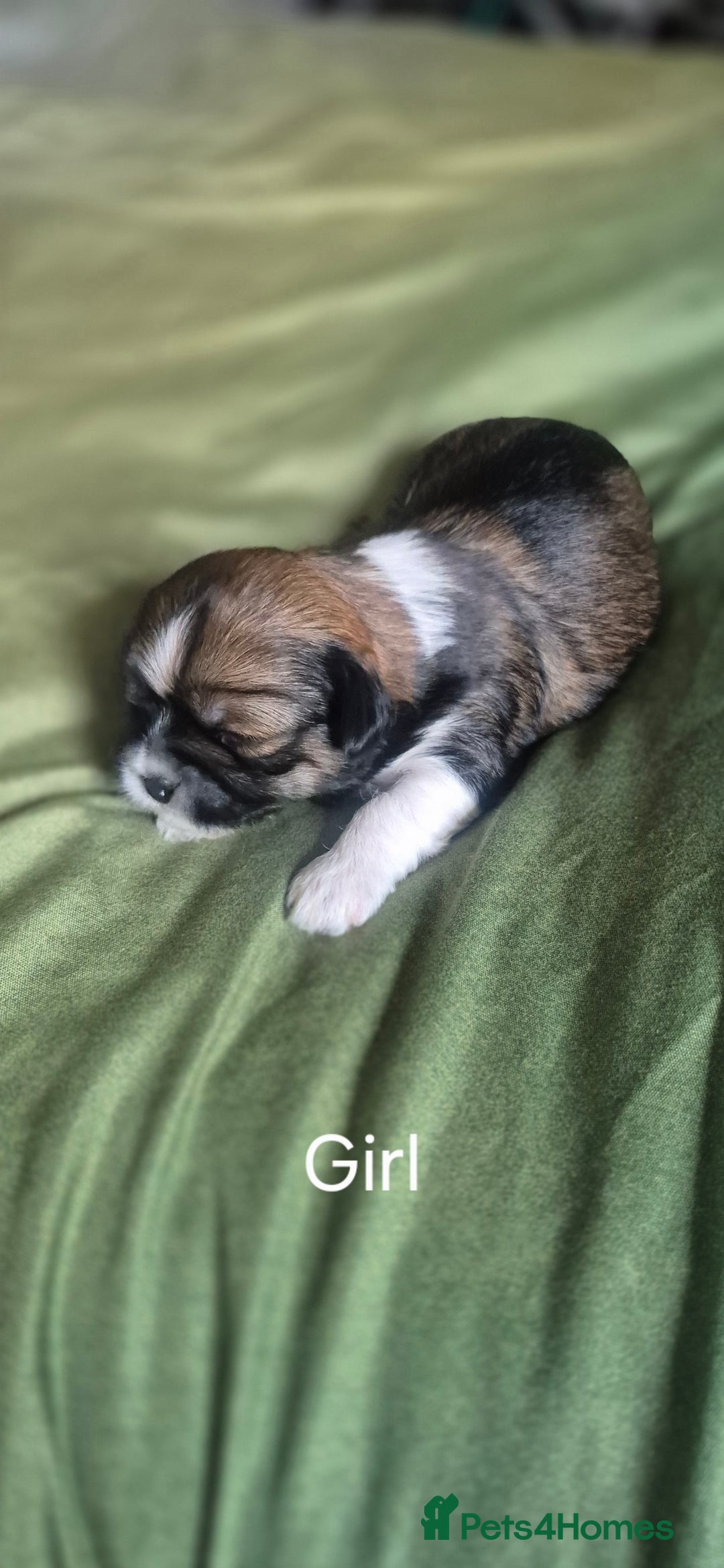 Lhasa Apso dogs for sale: Adorable Lhasa Apso Puppies  - Image 3