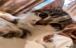 Domestic Shorthair cats for sale: Kittens for sale  - Image 6