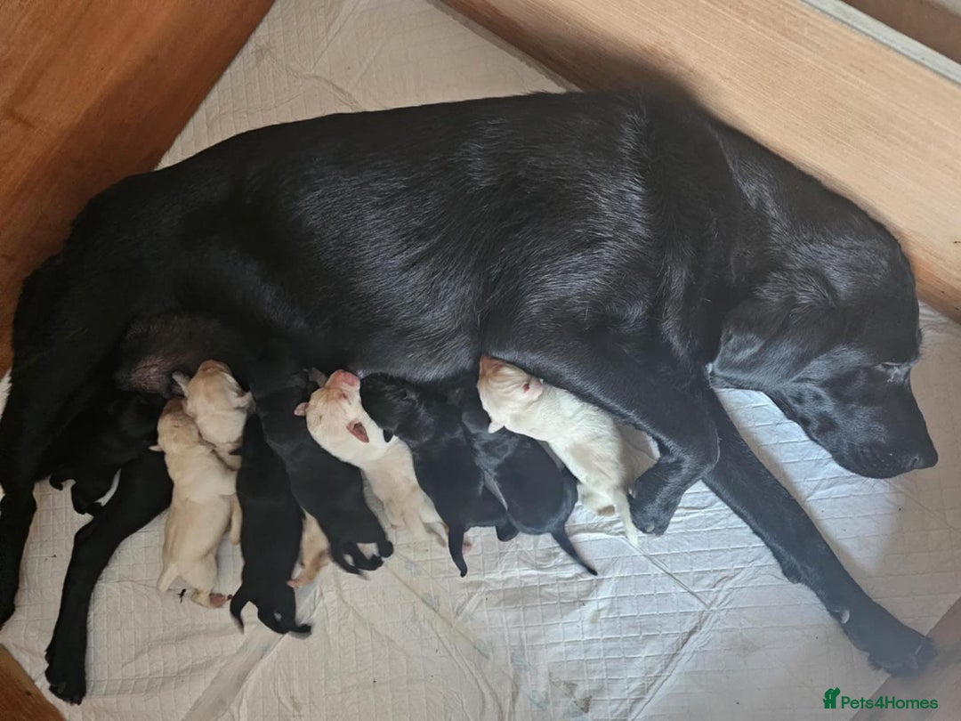 Labrador Retriever dogs for sale: Beautiful litter of kc registered labrador  - Image 1