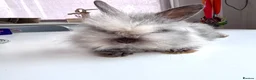 Mini Lion Lop rabbits for sale: £25 Mini lop lion mane long haired - Advert 4