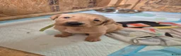 Labrador Retriever dogs for sale: Stunning red/golden labrador puppies - Advert 9