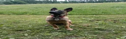 Belgian Shepherd Dog dogs for sale: Belgian Malinois Female - Advert 5