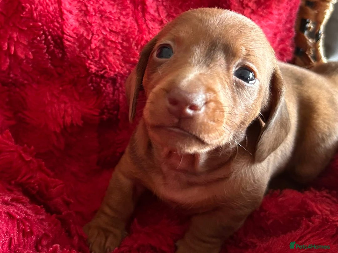 Dachshund dogs for sale: Beautiful dachshund - Image 3