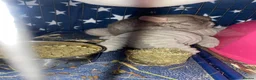 Chinchilla rodents for sale: Friendly chinchilla for sale  - Advert 3