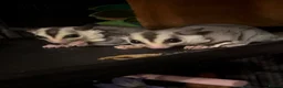 Sugar Glider rodents for sale: twin sugar gliders  - Advert 1