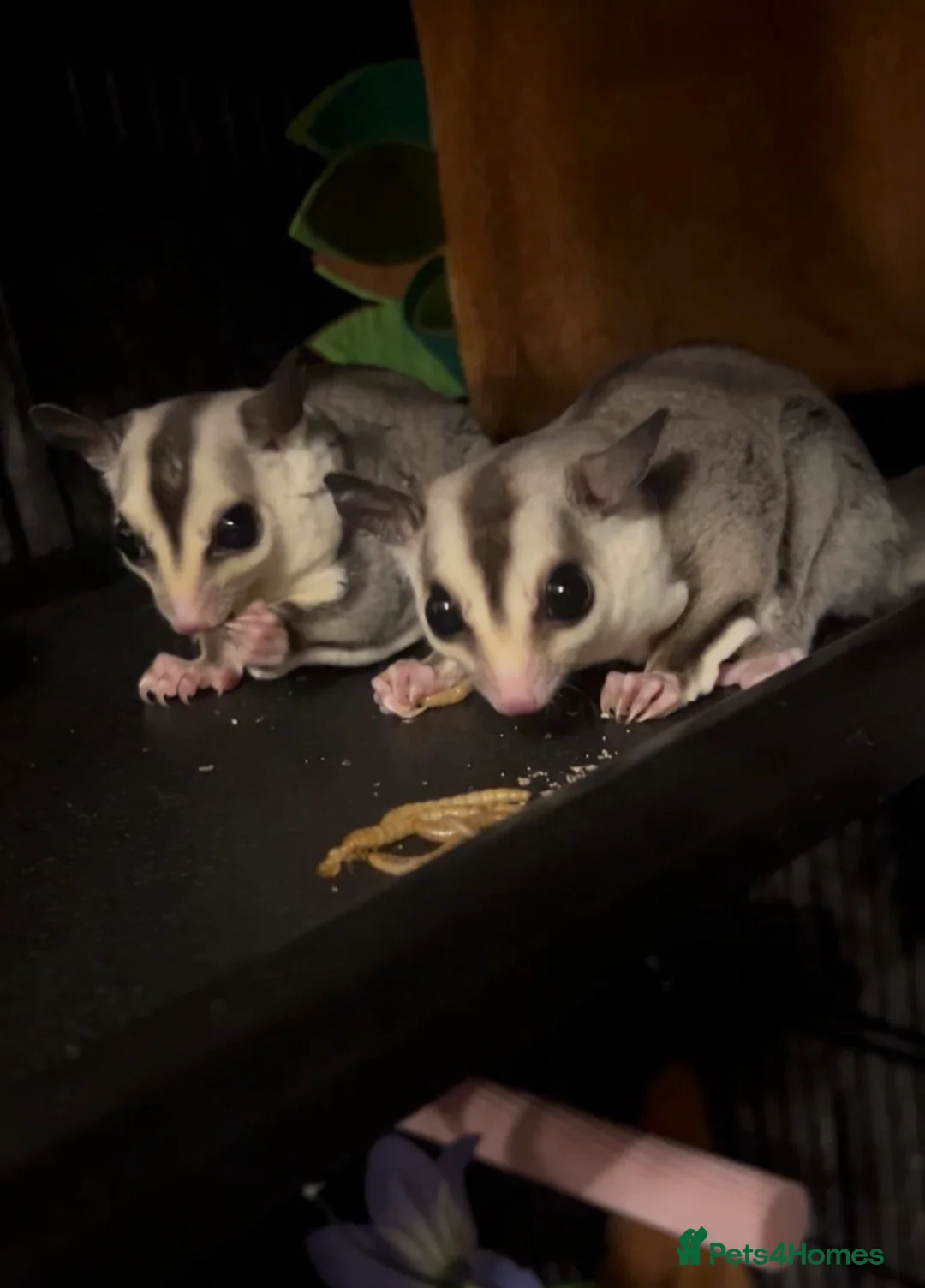 Sugar Glider rodents for sale: twin sugar gliders  - Advert 1