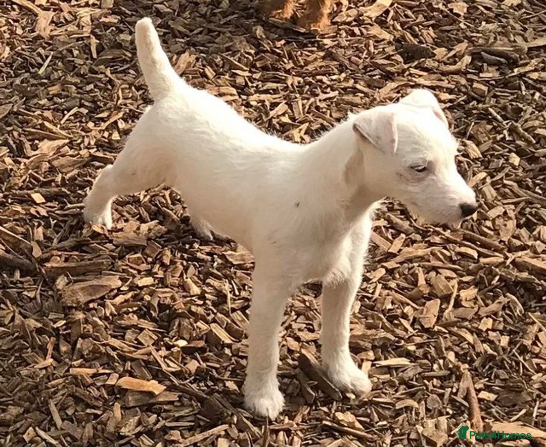 Jack Russell dogs for sale: Intellectual Jack Russell Terrier pups  - Image 5