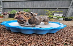 English Bulldog dogs for sale: Handsome House Trained English Bulldog for Sale - Image 8