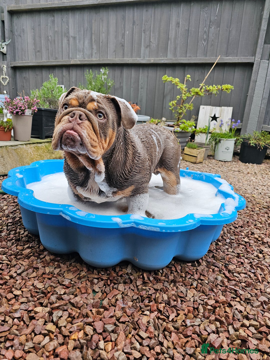 English Bulldog dogs for sale: Handsome House Trained English Bulldog for Sale - Image 8