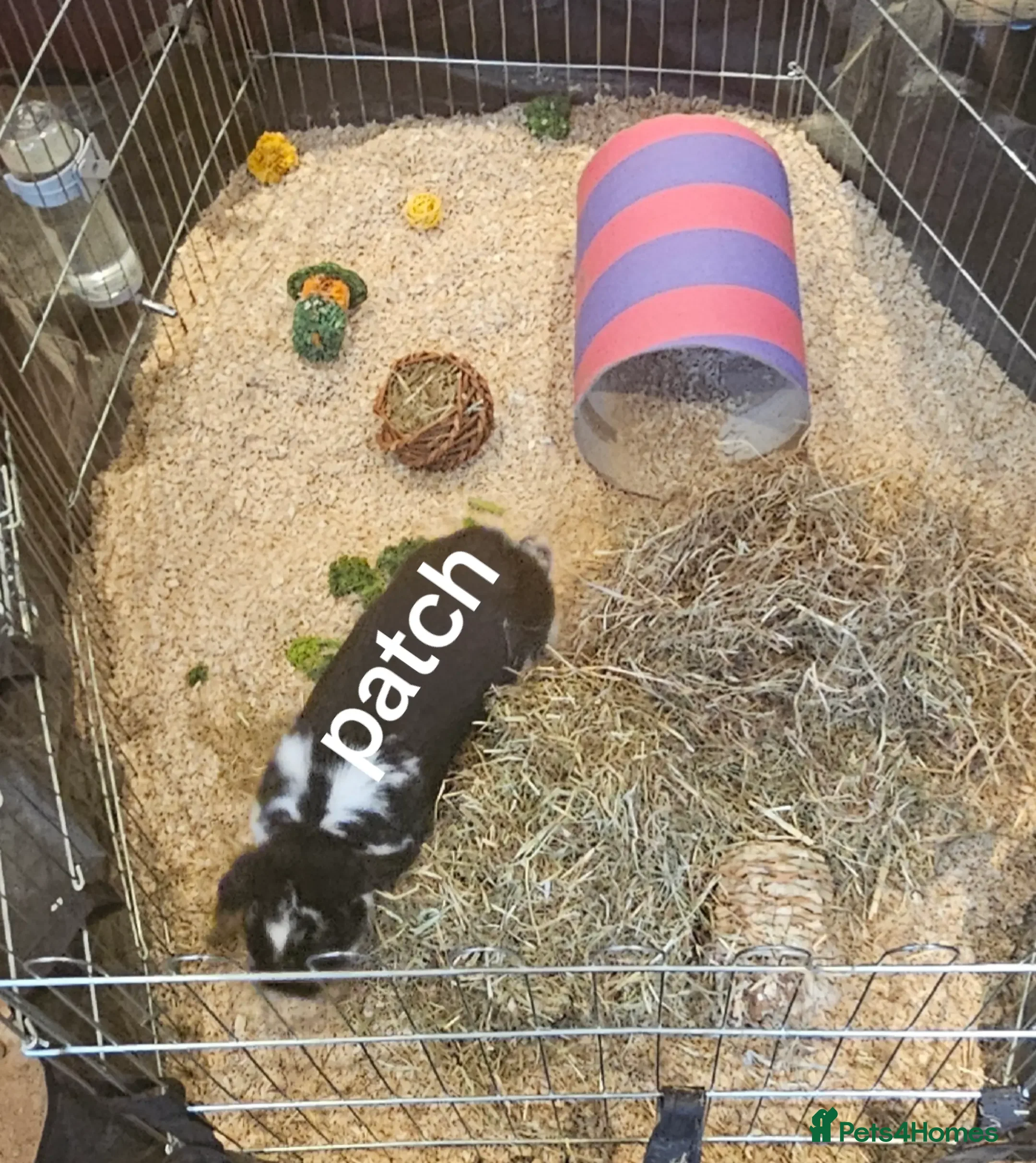 Mini Lop rabbits Mini lop rabbits in Leamington Spa - Advert 1