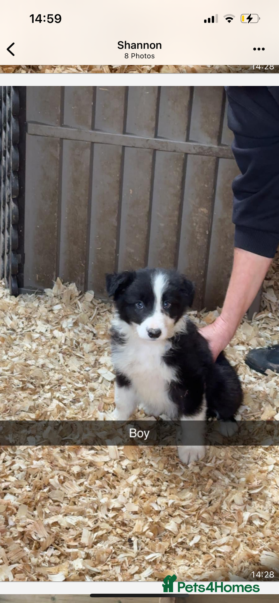 Border Collie dogs for sale: Border collie puppies  - Advert 2