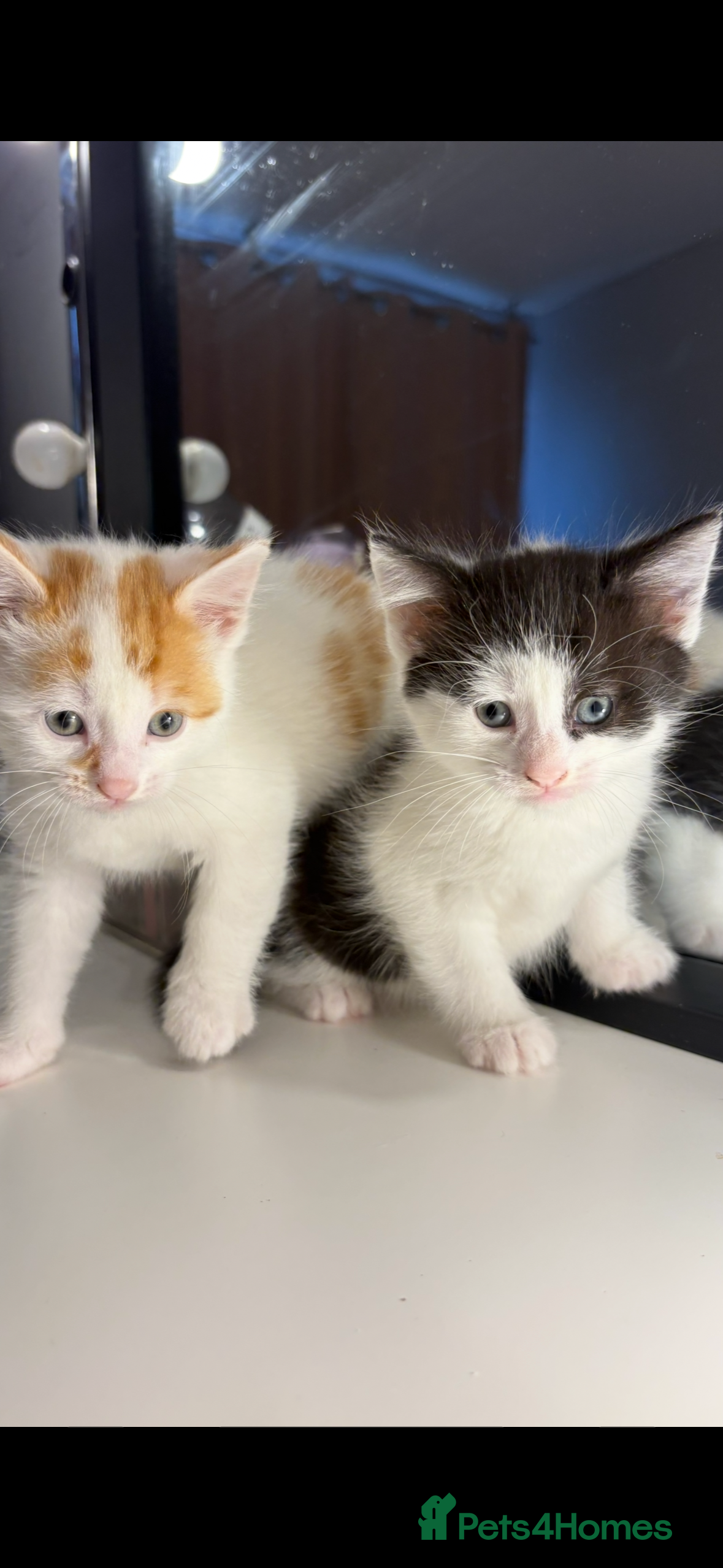 British Shorthair cats Adorable British shorthair kitten  - Advert 10