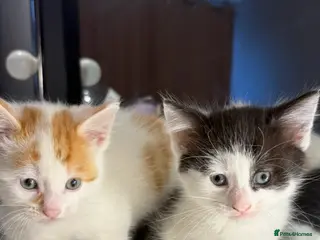 British Shorthair cats Adorable British shorthair kitten - Advert 10