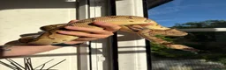 Python Snake reptiles for sale: Beautiful female Royal Pythons - Advert 7