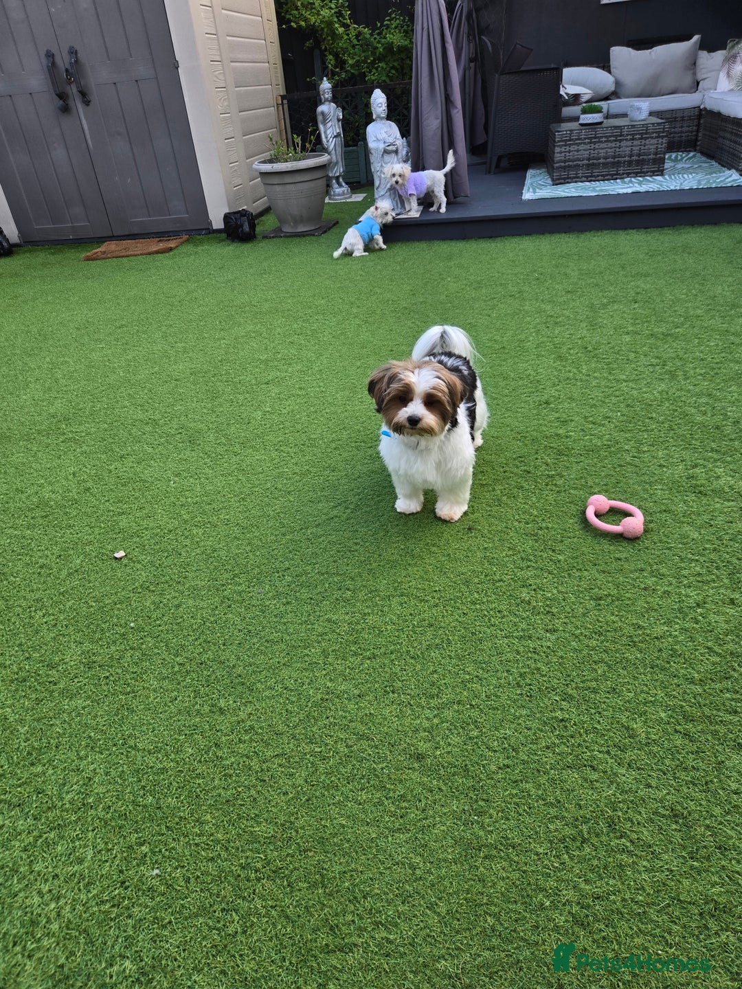 Biewer Terrier dogs for sale: Biewer terrier boy  - Image 2