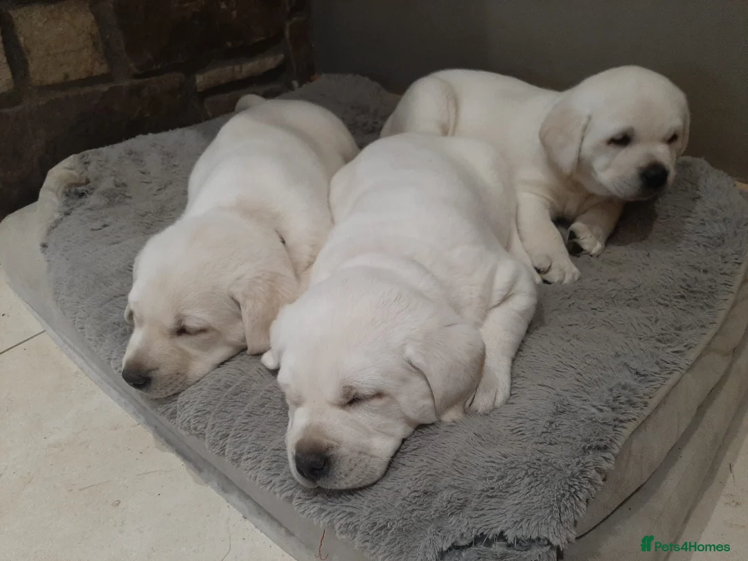 Labrador Retriever dogs for sale: Beautiful Labrador puppies  in Kilmarnock - Advert 2