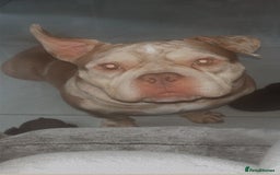 English Bulldog dogs for sale: Pocket bully girl - Image 1