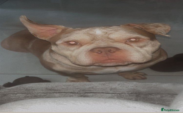 English Bulldog dogs - Advert 2