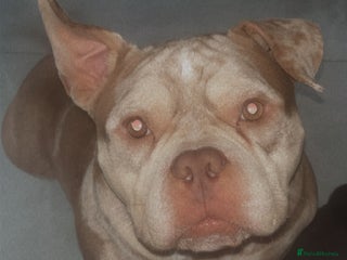 English Bulldog dogs for sale - Advert 1