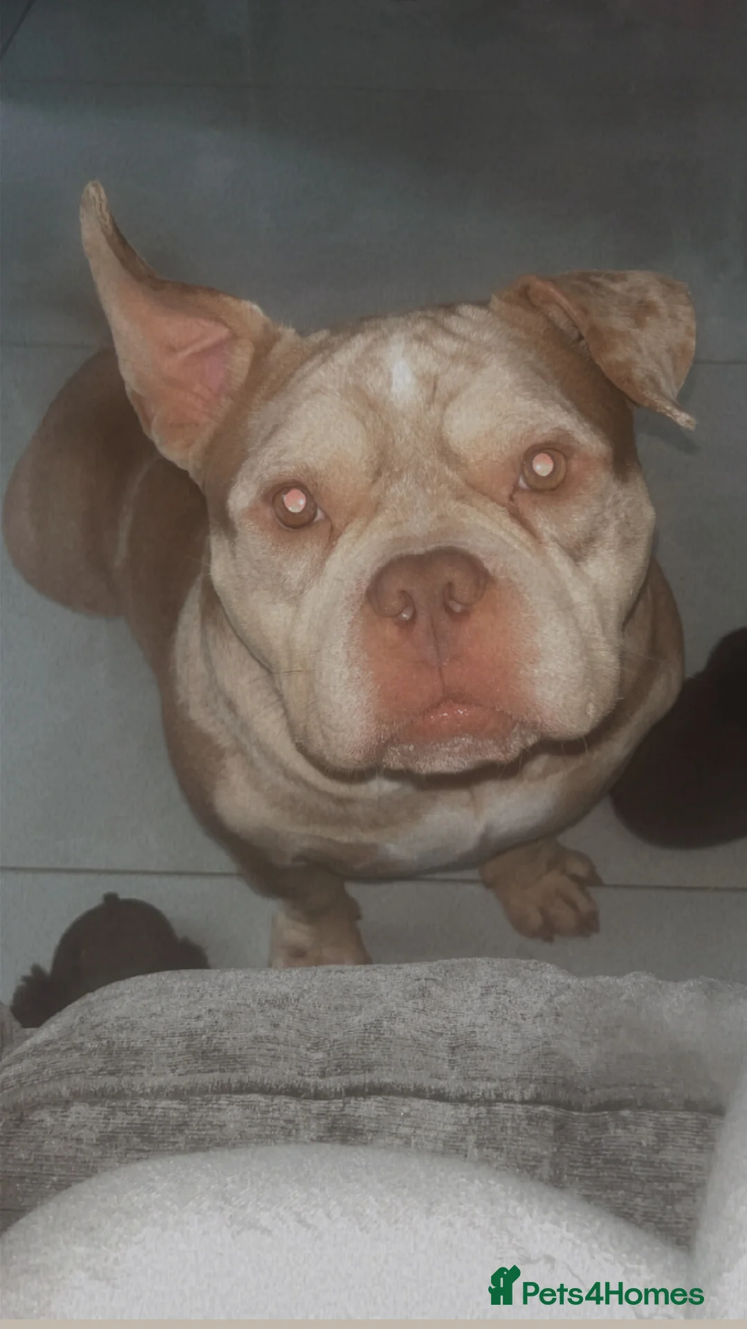 English Bulldog dogs for sale: Pocket bully girl - Advert 1