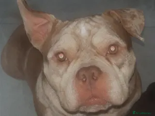 English Bulldog dogs Pocket bully girl - Advert 3