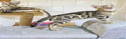 Bengal cats for sale: 🔥✨Pedigree TICA-Registered Bengals - Advert 30