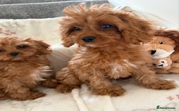 Cavapoo dogs for sale: Health tested clear 5⭐️ F1 Toy cavapoo puppys  in Dudley - Image 3