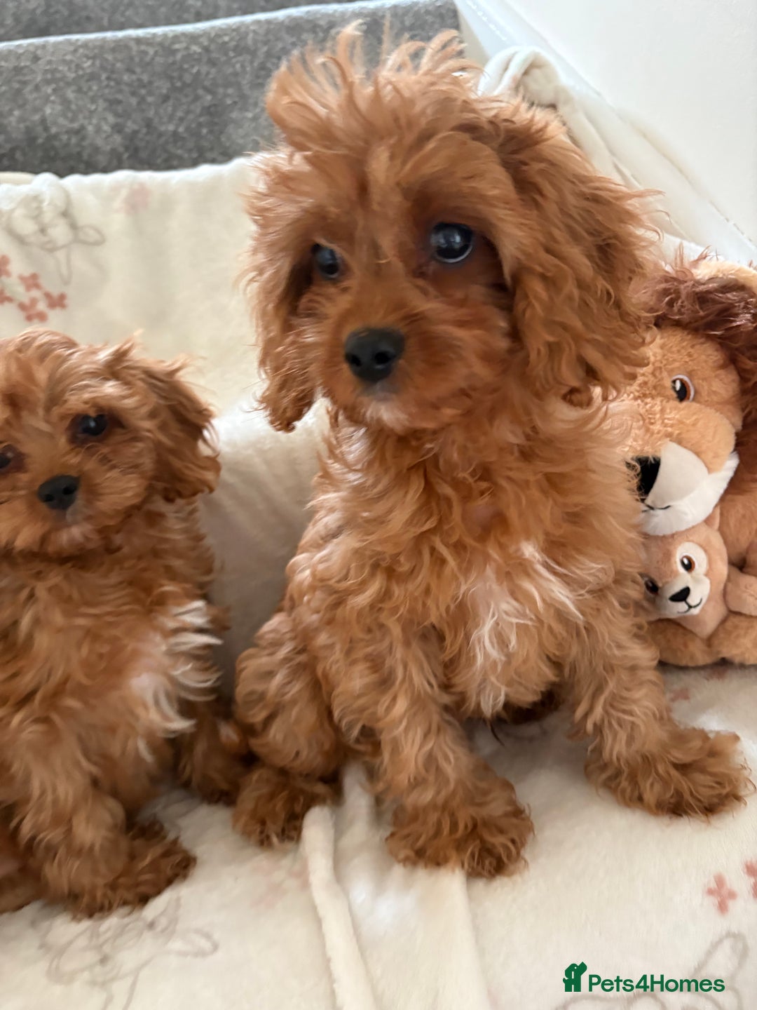 Cavapoo dogs for sale: Health tested clear 5⭐️ F1 Toy cavapoo puppys  in Dudley - Image 3