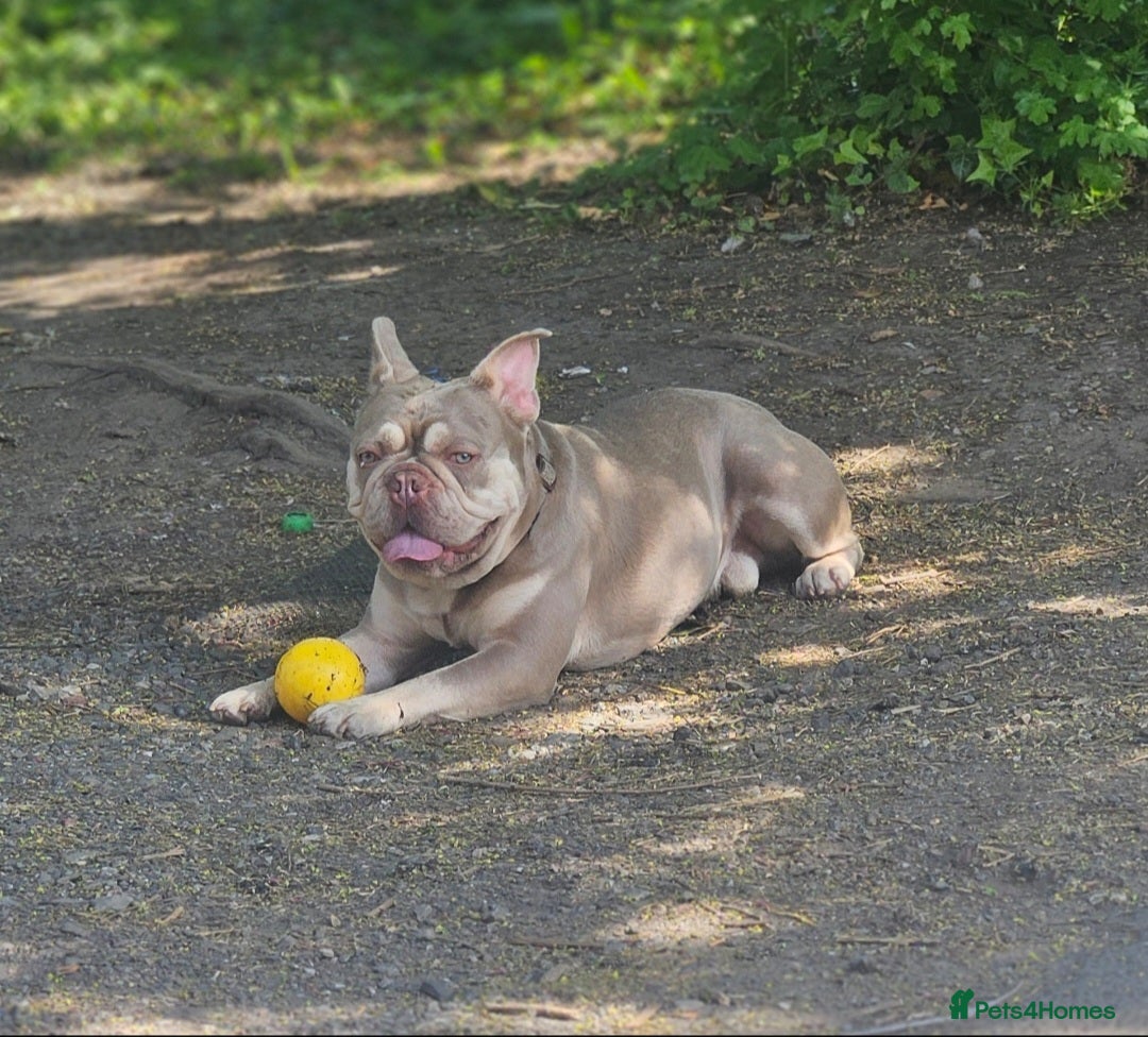 French Bulldog dogs New shade & tan carrying fluffy & cream - Advert 1