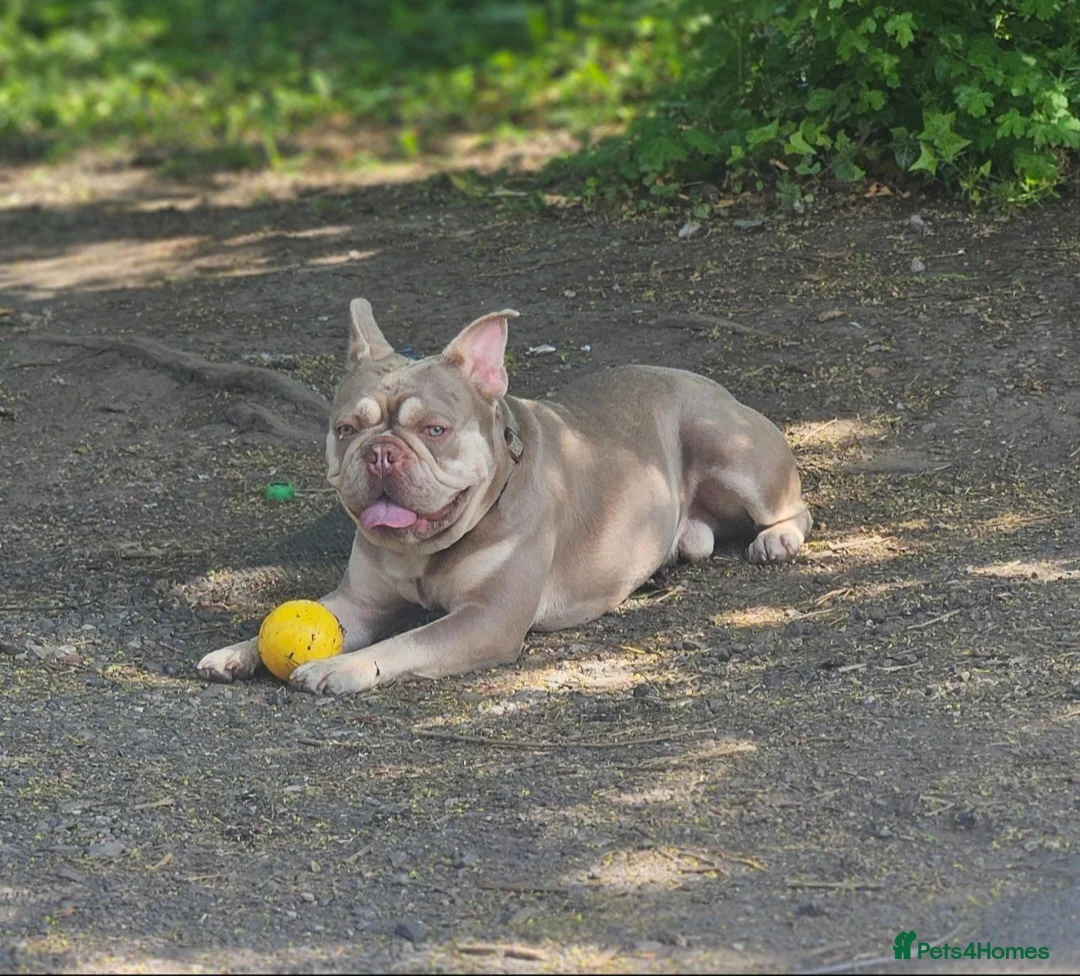 French Bulldog dogs for stud: New shade & tan carrying fluffy & cream - Advert 1